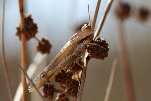 Morphacris fasciata